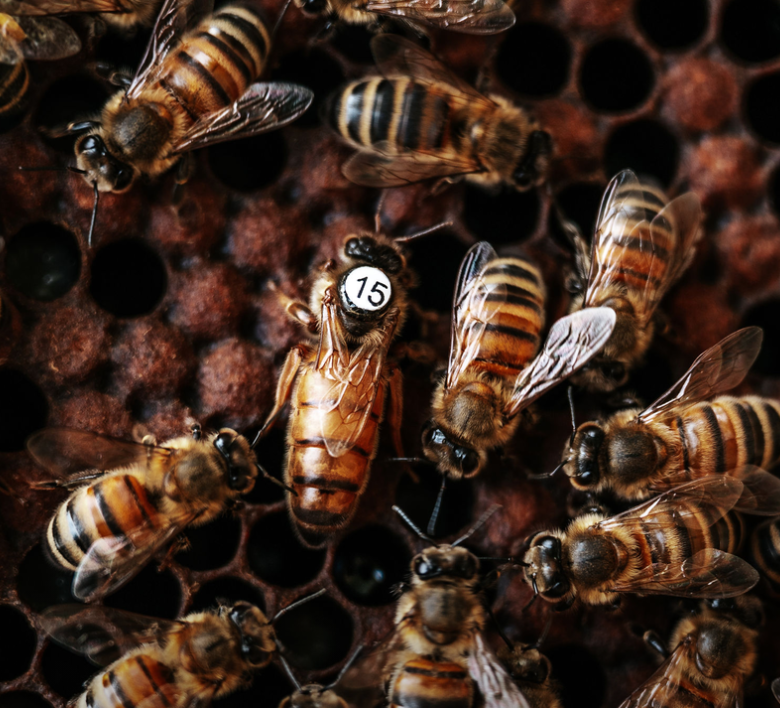 Abeilles sur un cadre de ruche