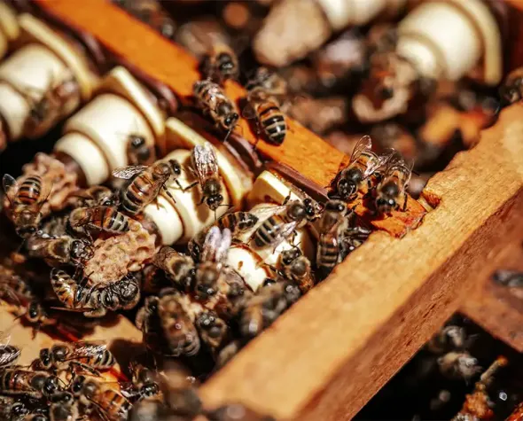 Sélection des abeilles