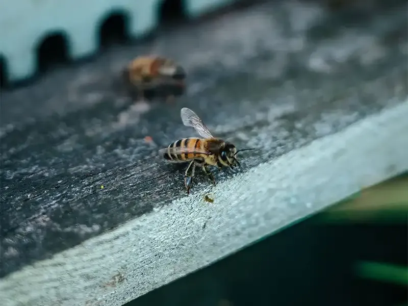 abeille-biodiversité bretagne