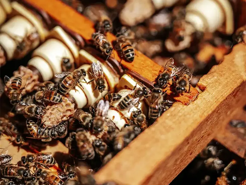Sélection des abeilles
