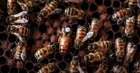Abeilles sur un cadre de ruche